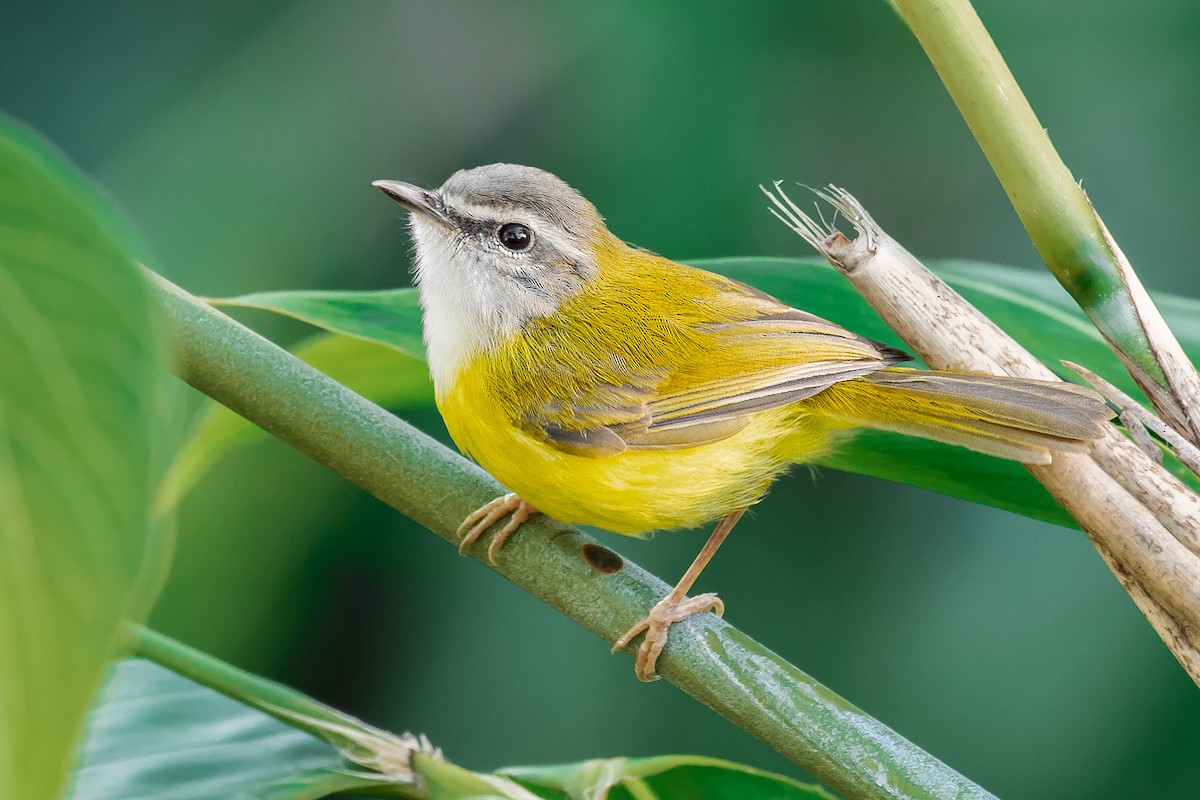 Yellow-bellied Warbler - Natthaphat Chotjuckdikul