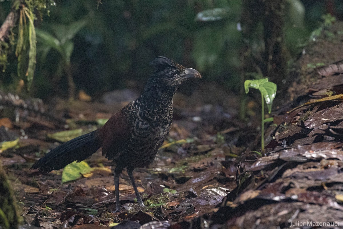 Banded Ground-Cuckoo - Julien Mazenauer | Ornis Birding Expeditions