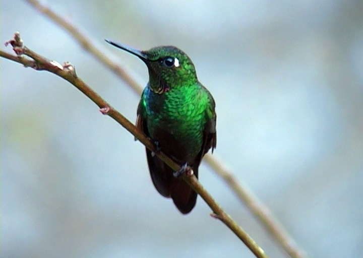 kolibřík brazilský - ML416105361