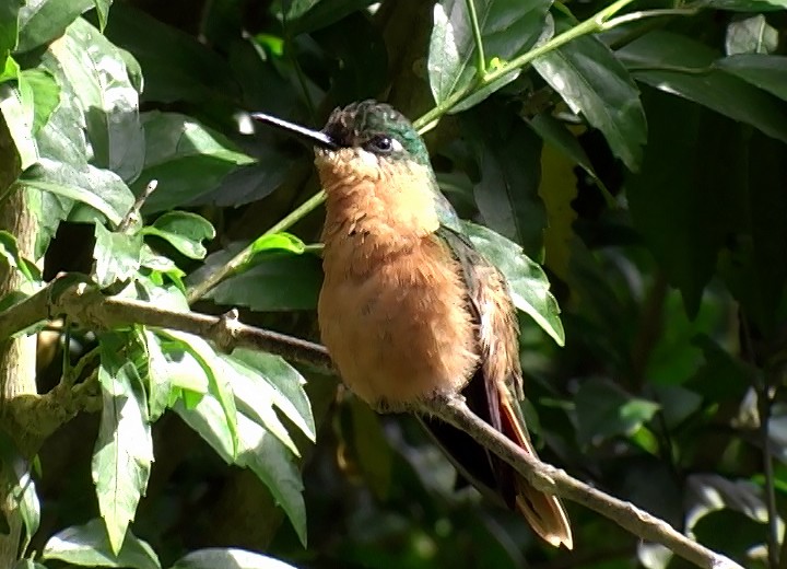 kolibřík brazilský - ML416105391