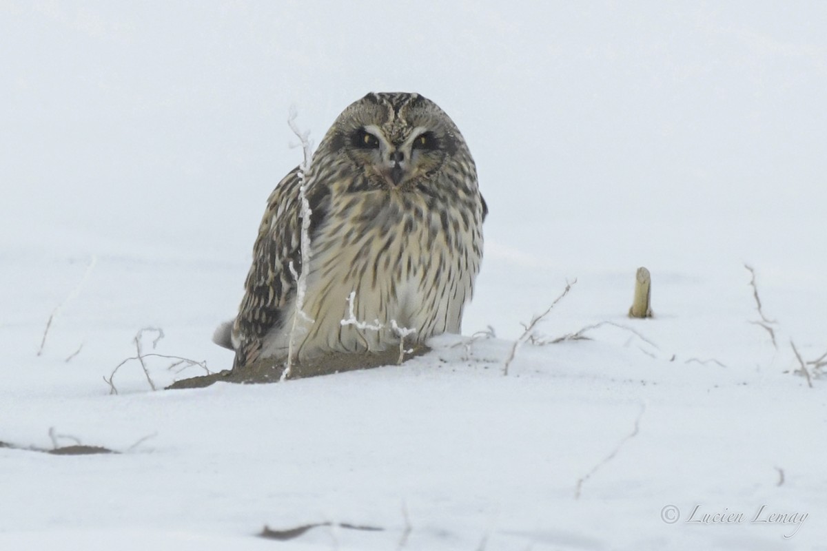 Short-eared Owl - Lucien Lemay
