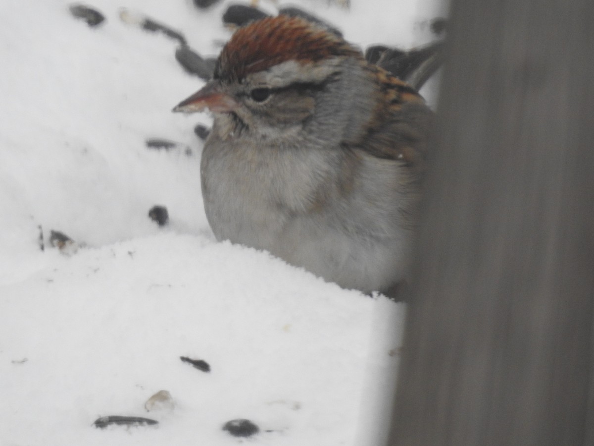Chipping Sparrow - ML416123001