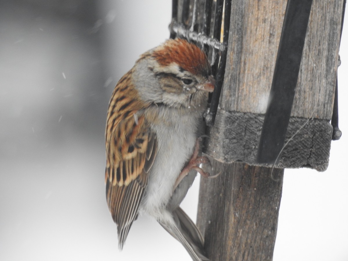 Chipping Sparrow - ML416123031