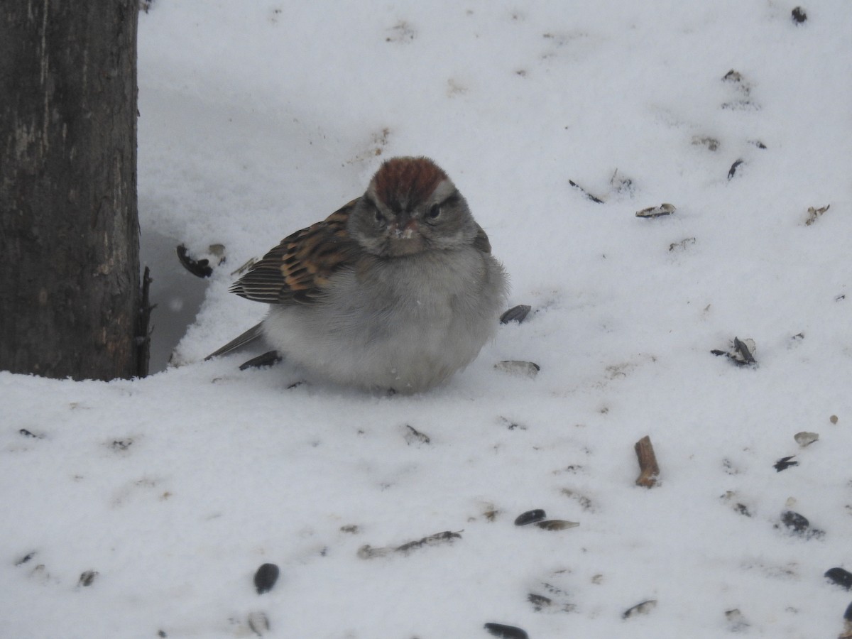 Chipping Sparrow - ML416123041