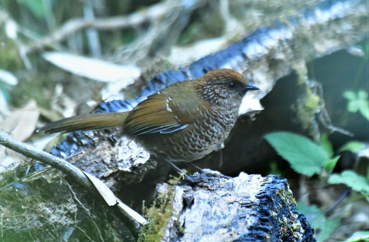 Brown-capped Laughingthrush - ML416126321