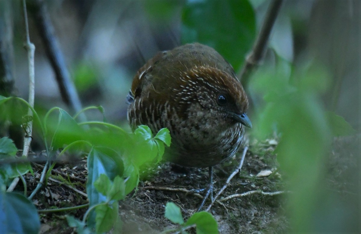 Brown-capped Laughingthrush - ML416126341