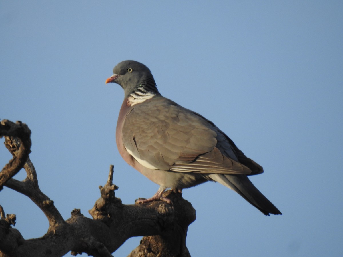 Common Wood-Pigeon - ML416130601