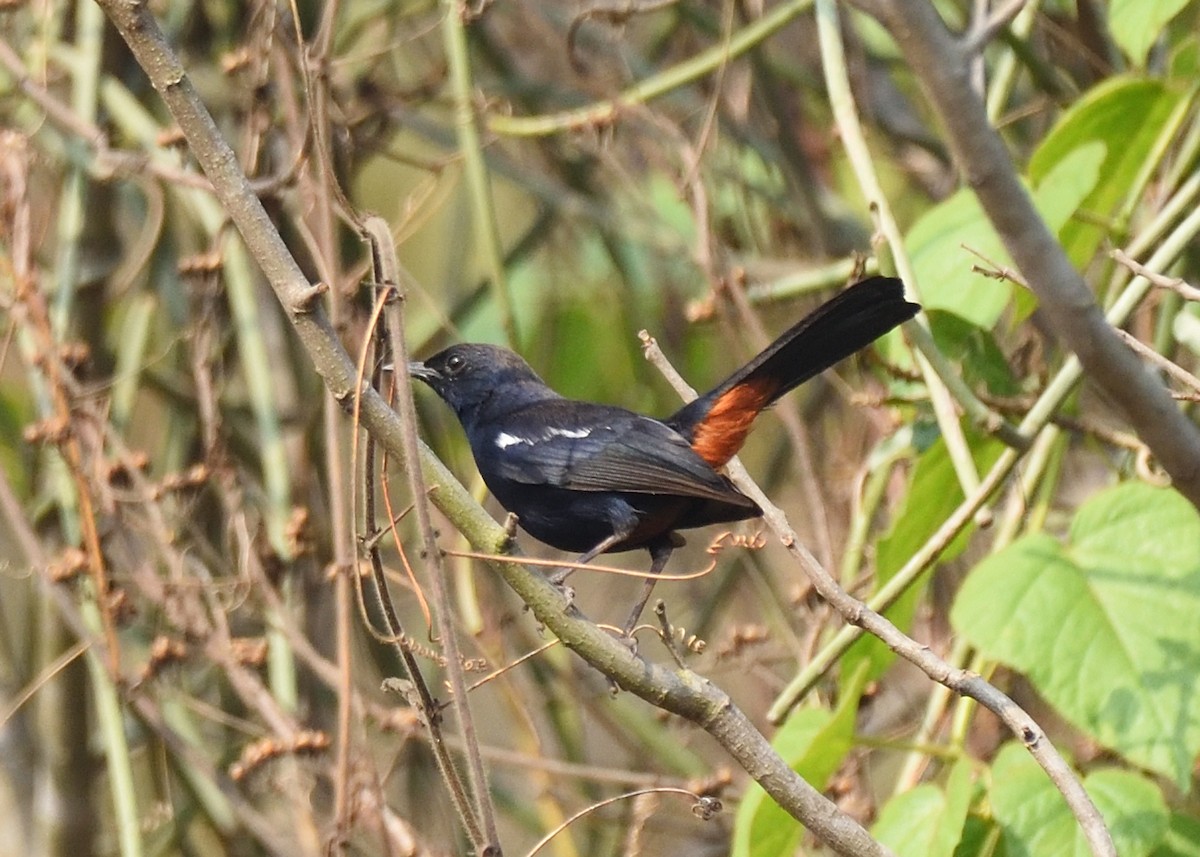 Indian Robin - Kishorenath T
