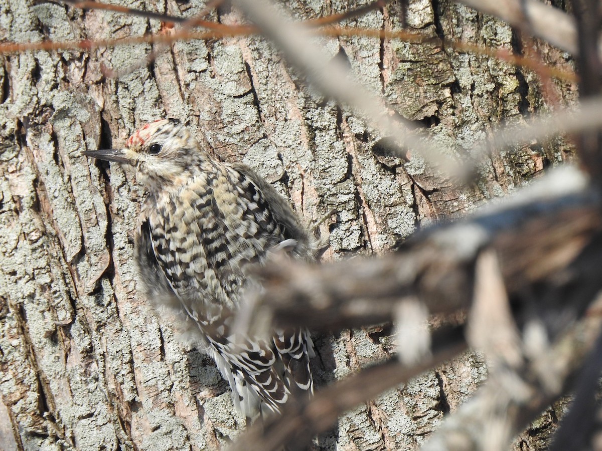 ML416134161 - Yellow-bellied Sapsucker - Macaulay Library