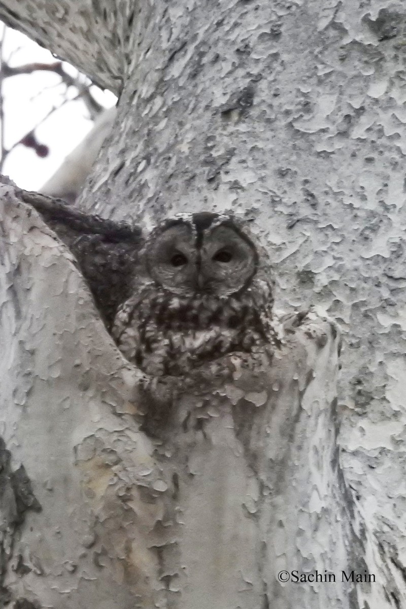 Tawny Owl - ML416136831