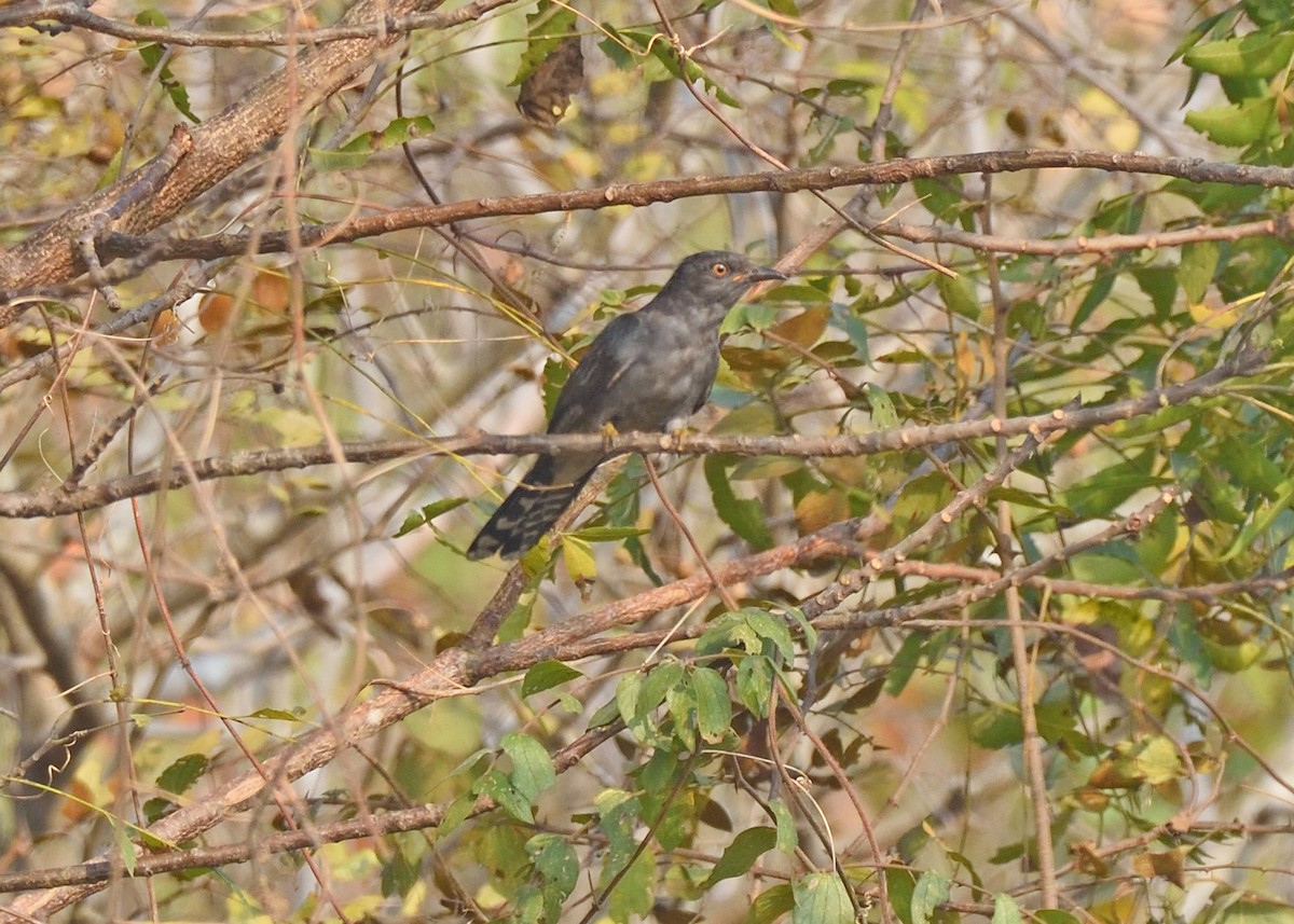 Gray-bellied Cuckoo - ML416136931