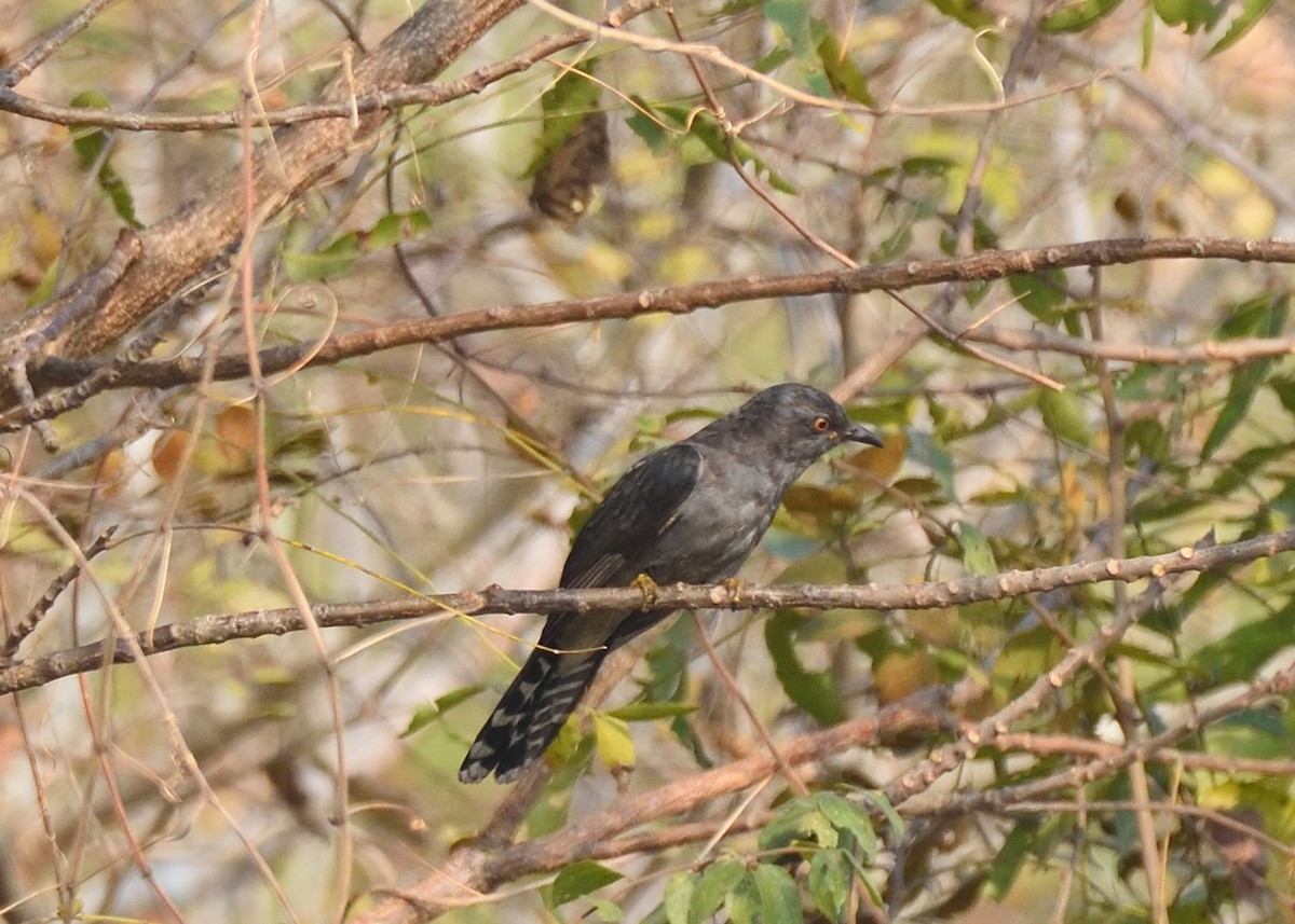 Gray-bellied Cuckoo - ML416136991