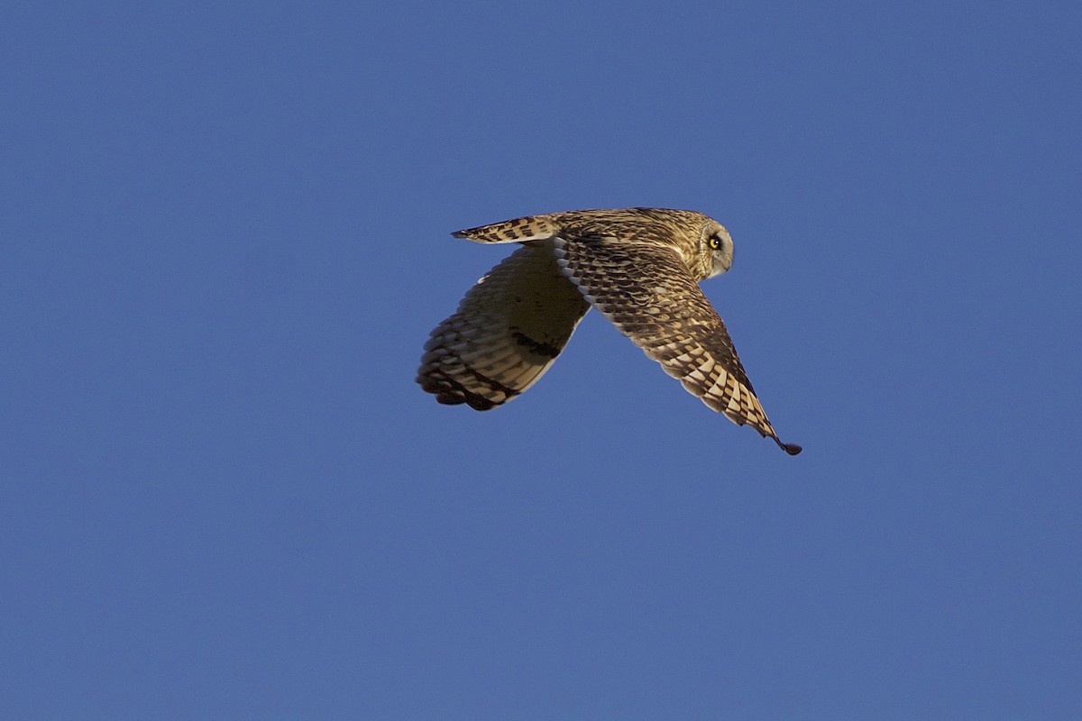 Short-eared Owl - ML41614541
