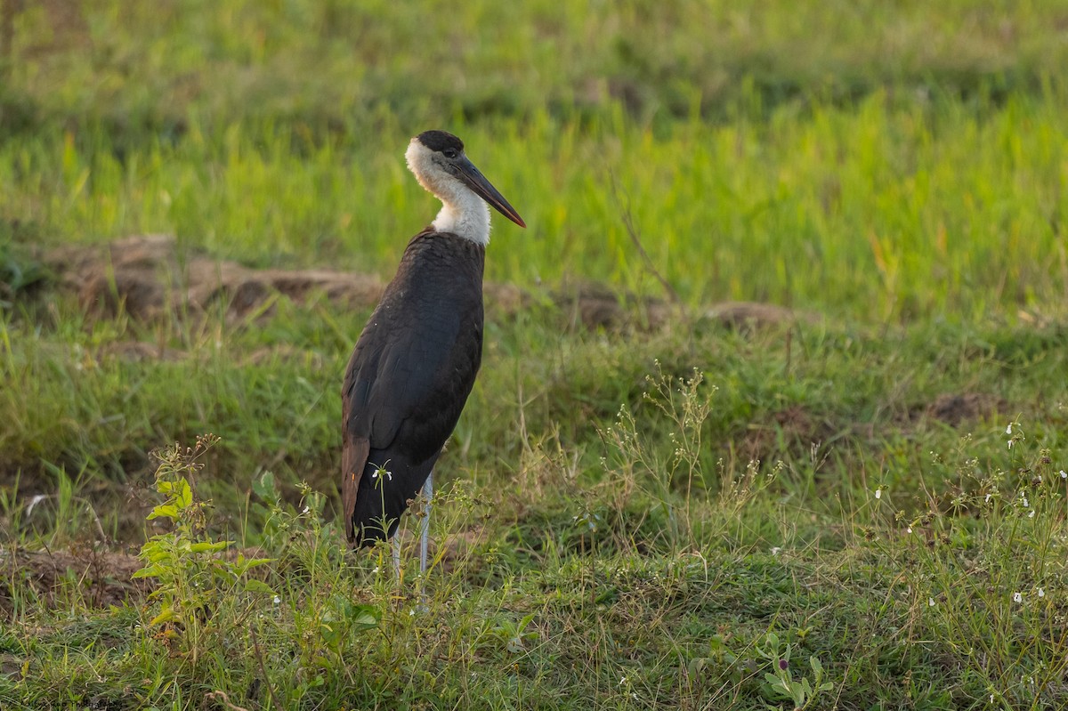 Asian Woolly-necked Stork - ML416145551