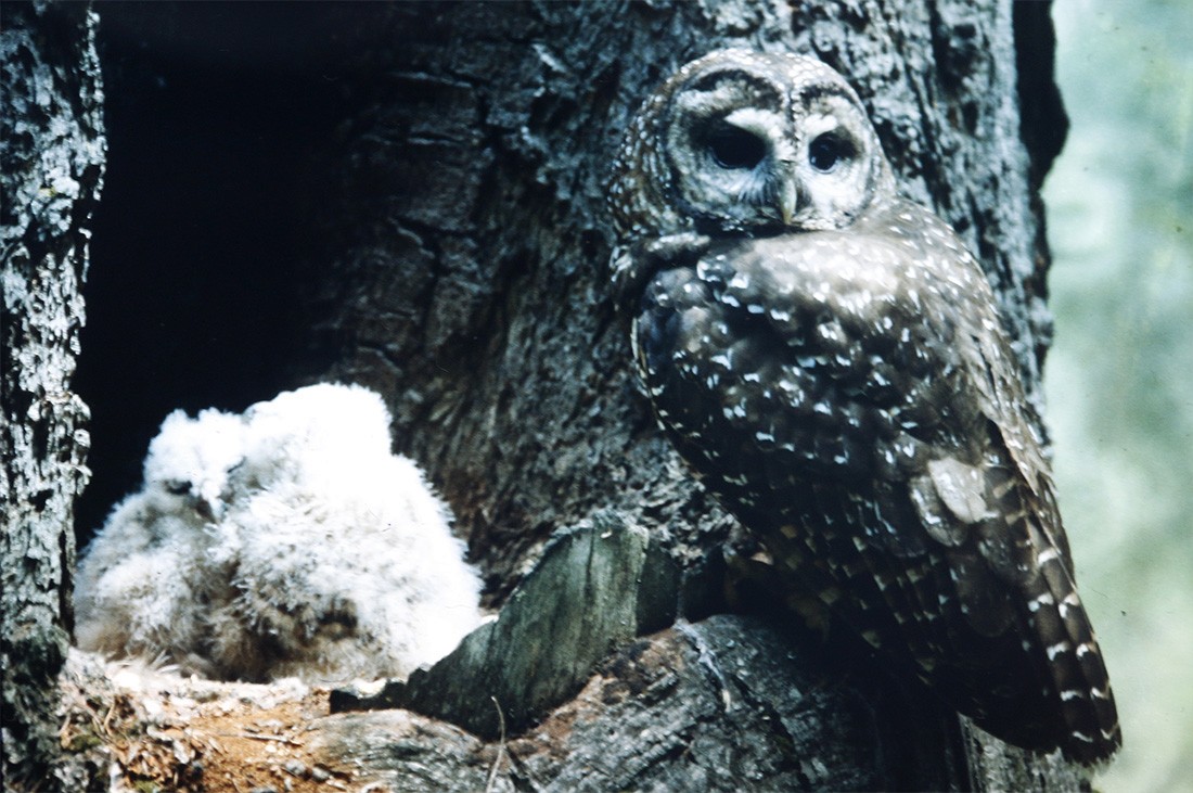 Spotted Owl - Bill Maynard