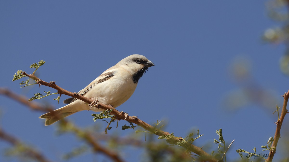 Desert Sparrow - Michel Watelet