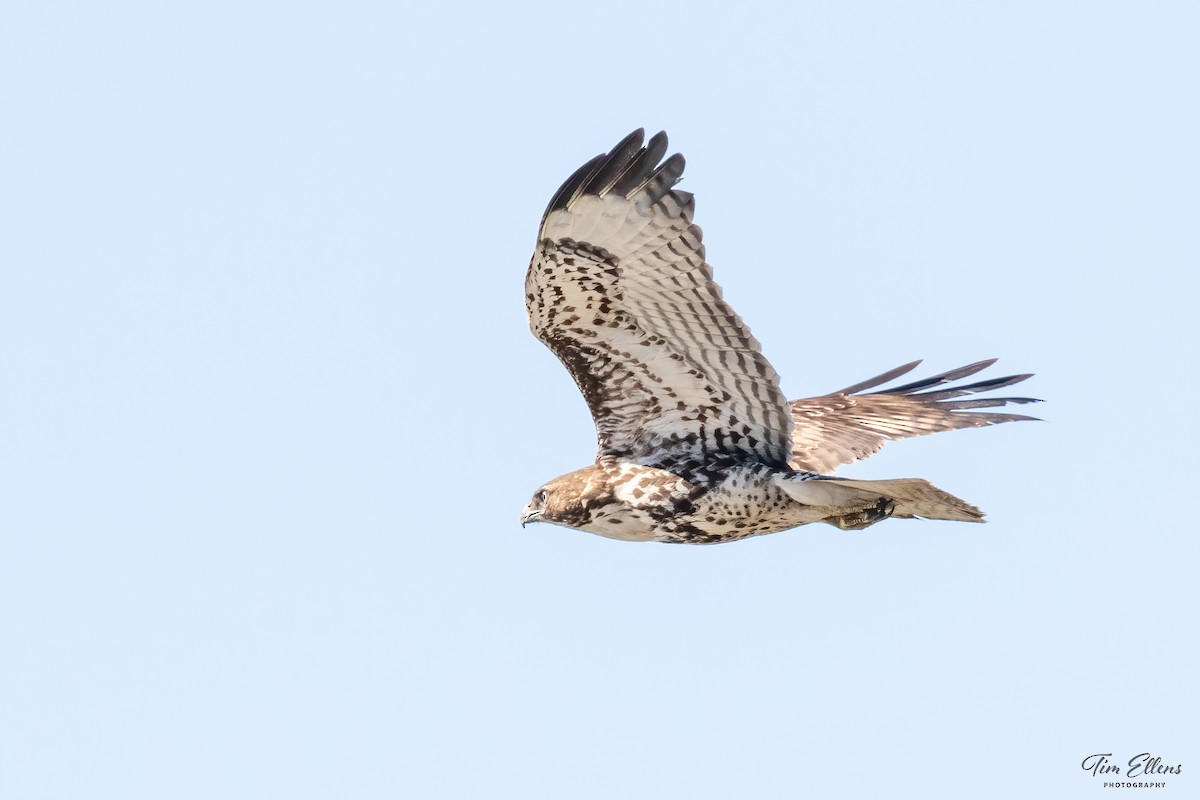 Red-tailed Hawk - ML416156211