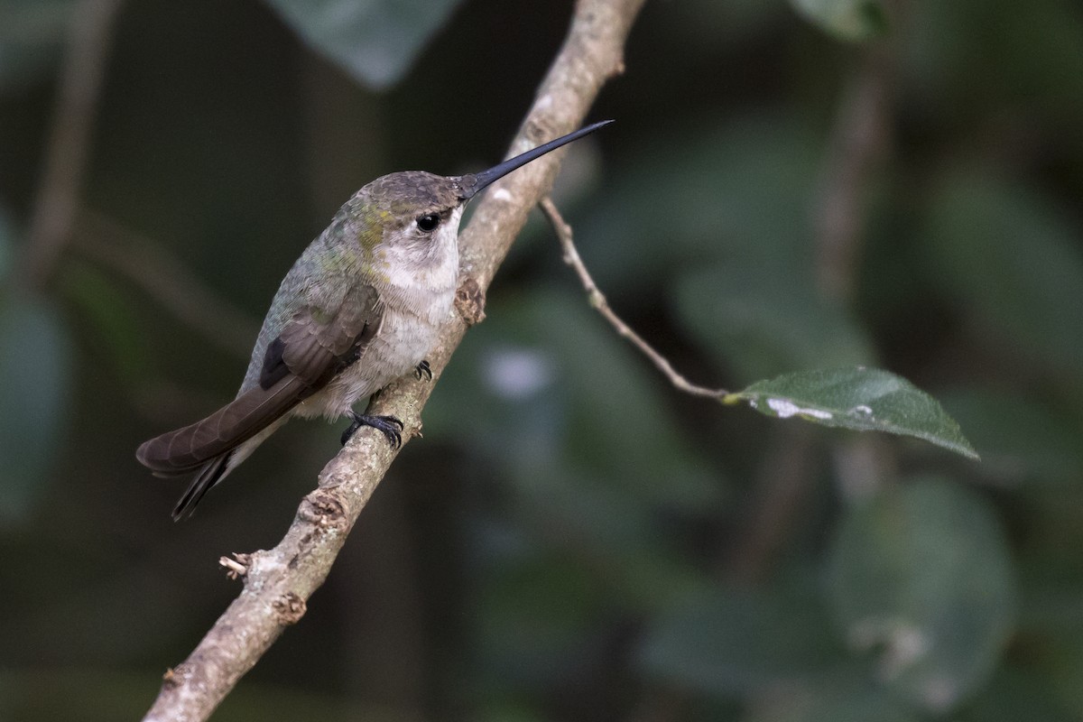 Black-chinned Hummingbird - ML416156591
