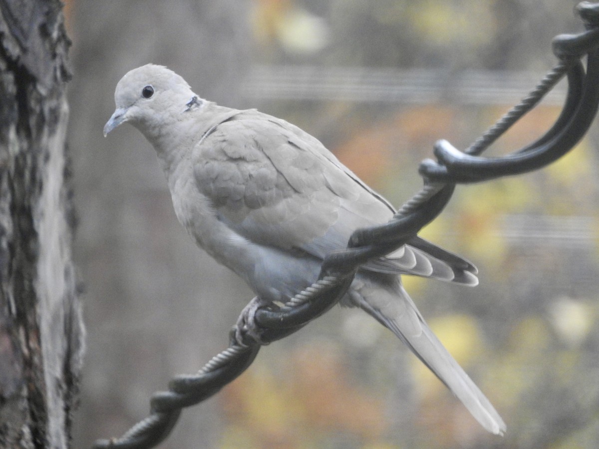 Eurasian Collared-Dove - ML41616201
