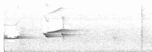 Russet-winged Schiffornis - ML416164711