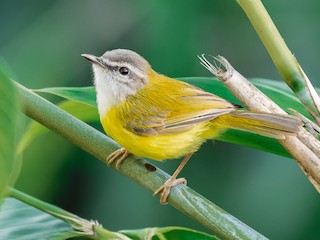  - Yellow-bellied Warbler