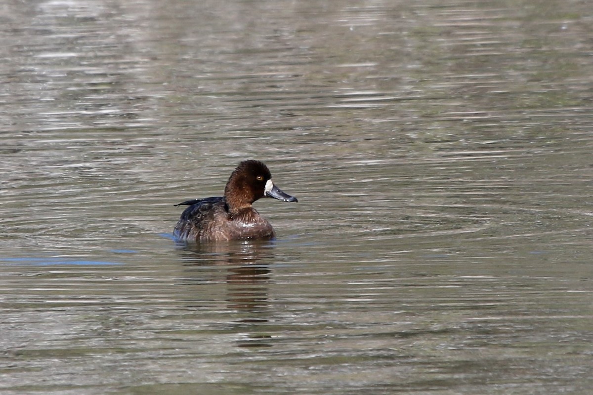Greater Scaup - ML416172691