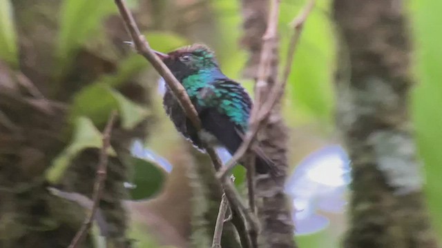 Violet-capped Hummingbird - ML416172751