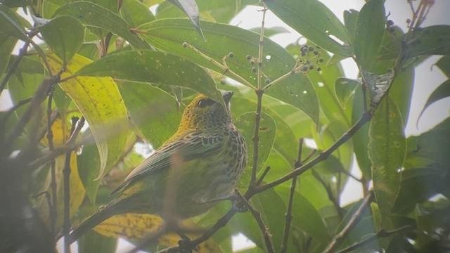 Speckled Tanager - ML416172901