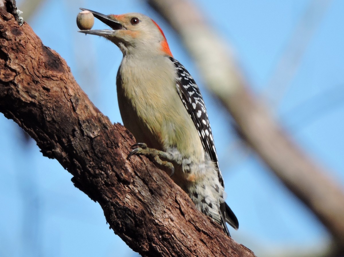 Red-bellied Woodpecker - ML41617291