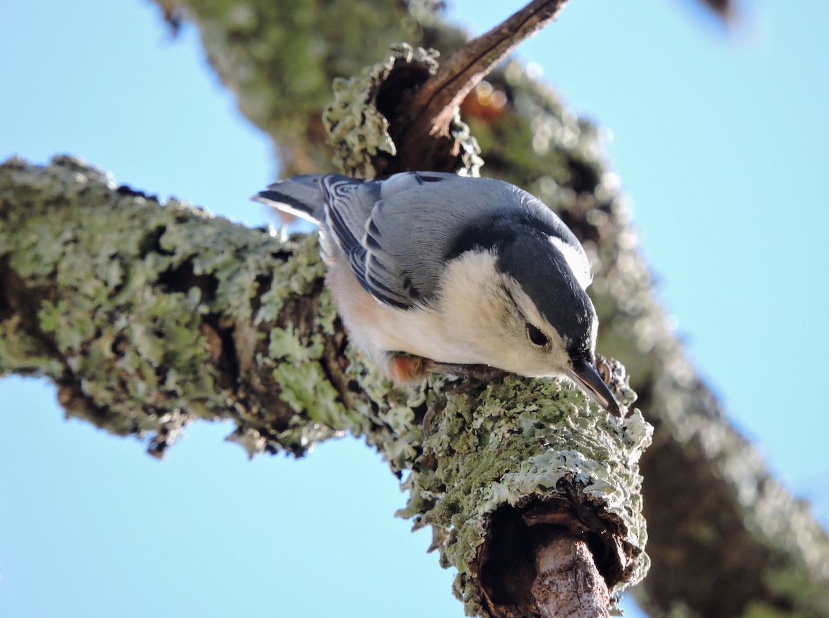 White-breasted Nuthatch - ML41617361