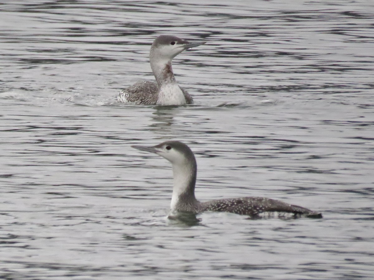 Red-throated Loon - ML41617381