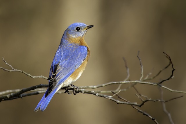 Mountain Bluebird - eBird