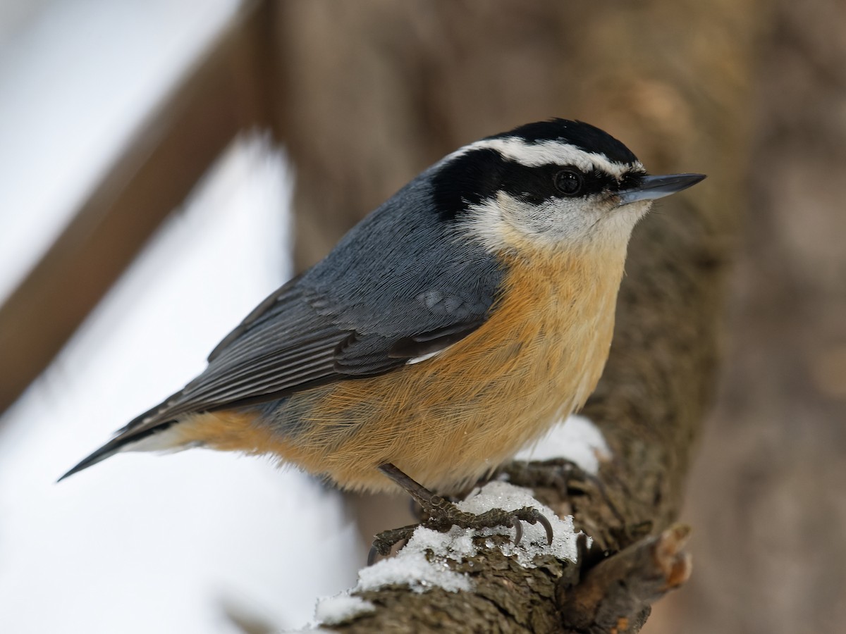Red-breasted Nuthatch - ML416174461