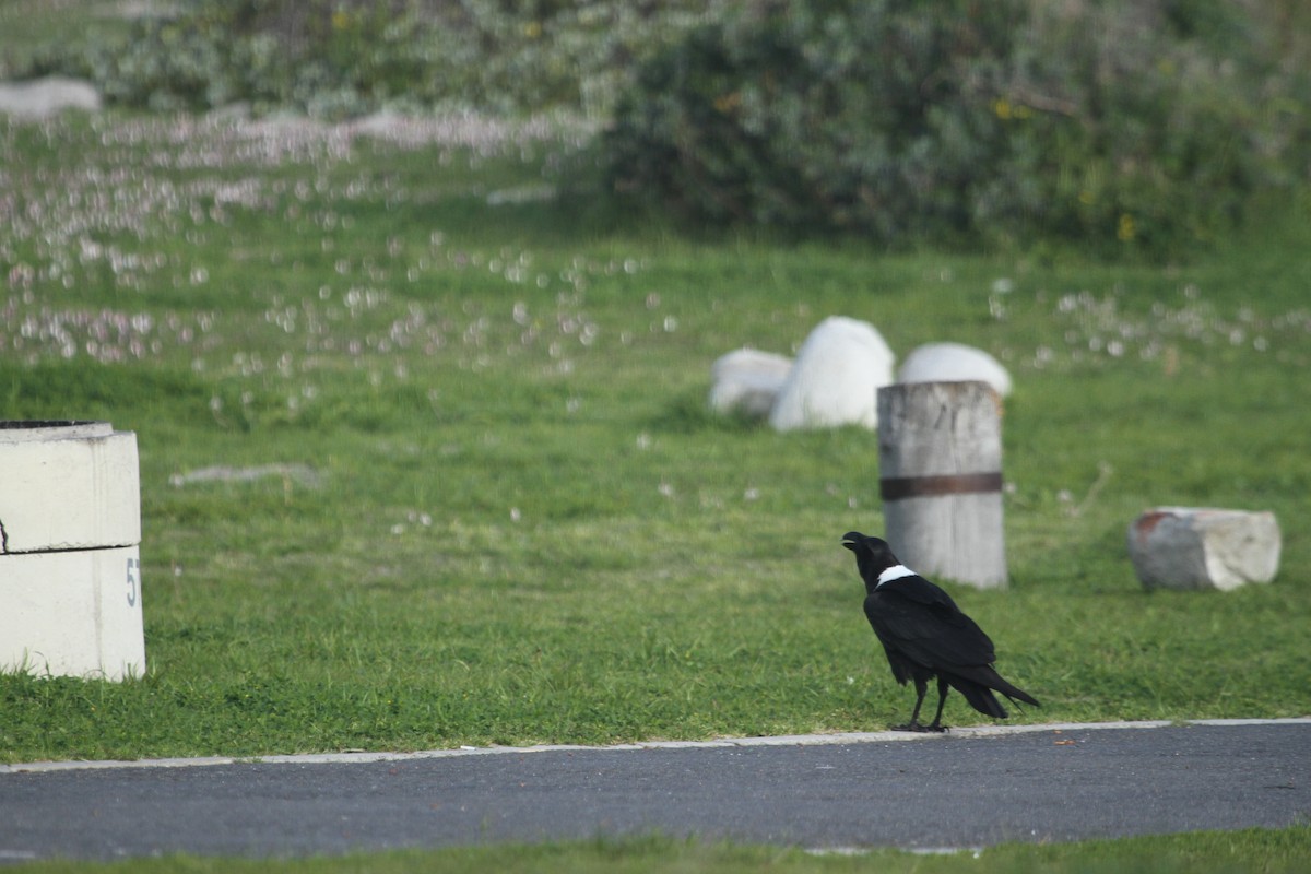 White-necked Raven - ML41617531