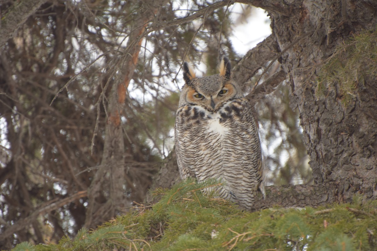 Great Horned Owl - ML416175691