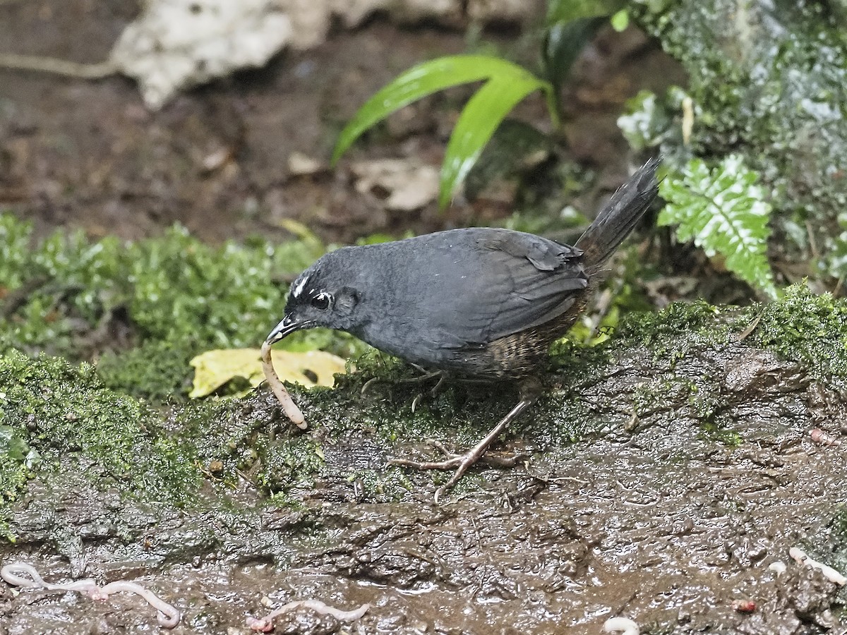 White-crowned Tapaculo - Manolo Arribas