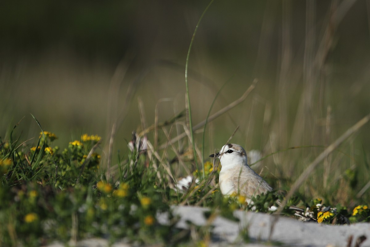 White-fronted Plover - ML41617881