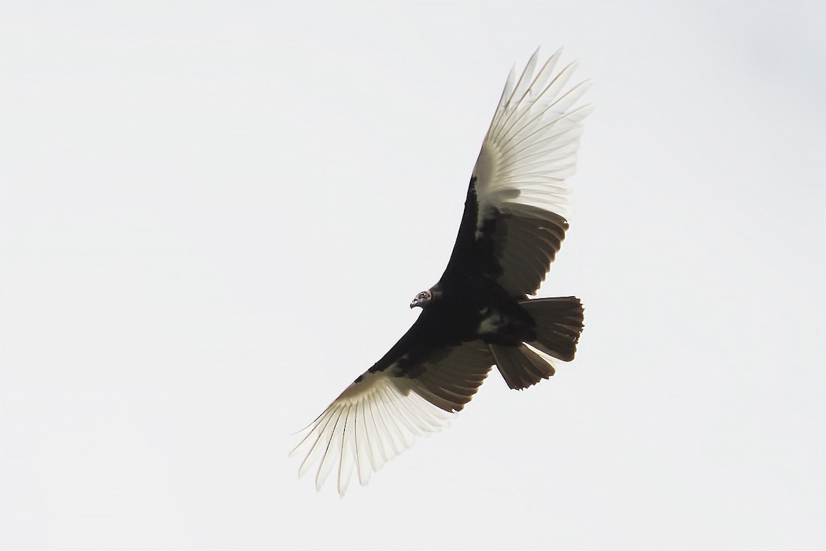 Turkey Vulture - Renato Espinosa