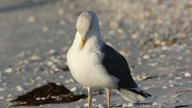 Lesser Black-backed Gull (graellsii) - ML416180171