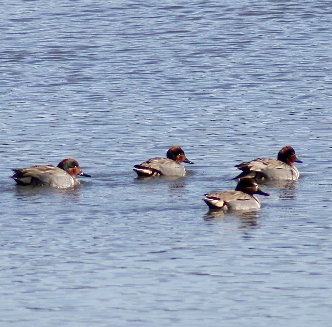 Green-winged Teal - ML416181021