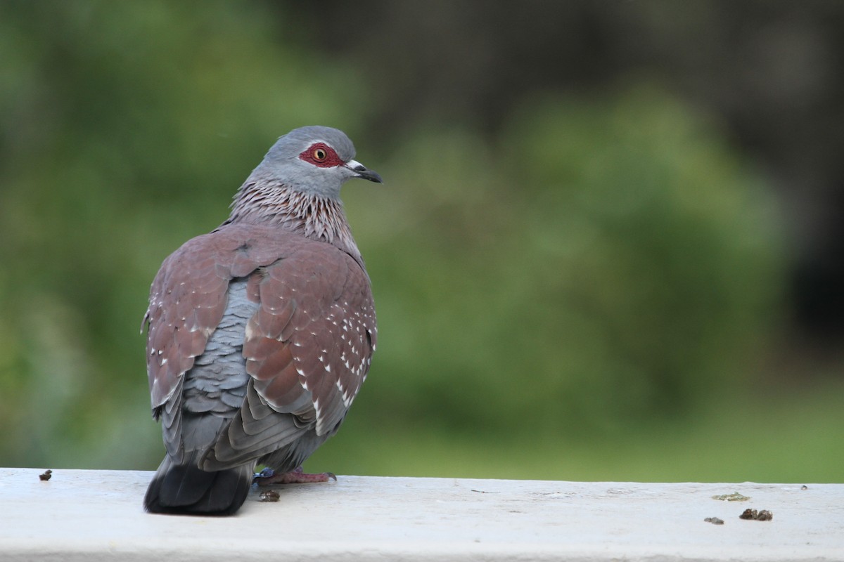 Speckled Pigeon - ML41618181