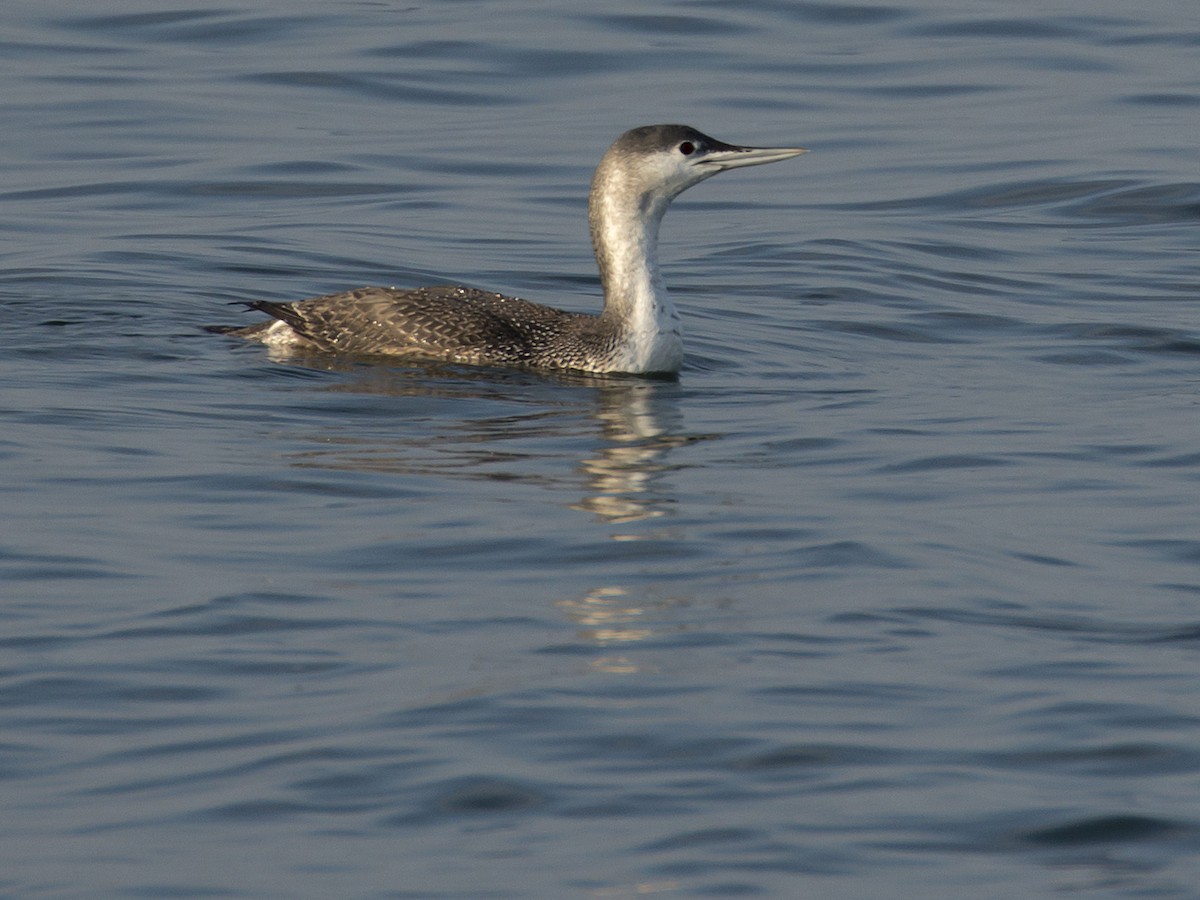 Red-throated Loon - ML416181971