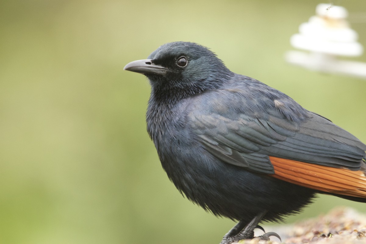 Red-winged Starling - ML41618241