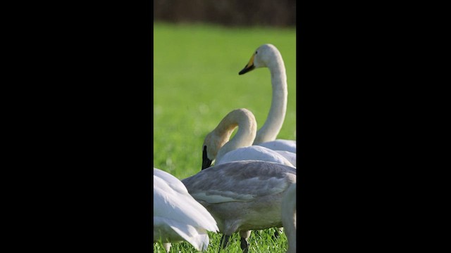 Whooper Swan - ML416183091