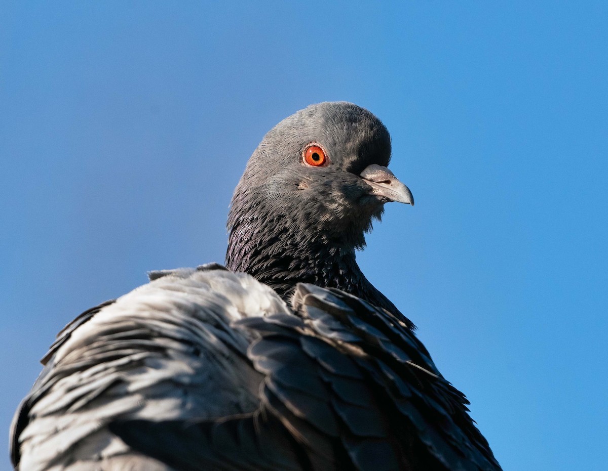 Rock Pigeon (Feral Pigeon) - ML416183481