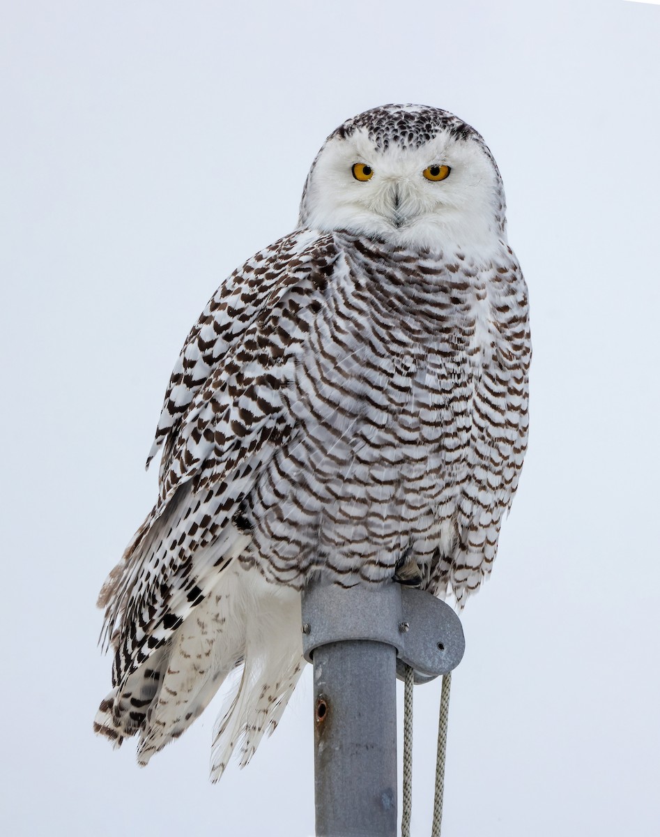 Snowy Owl - ML416187921