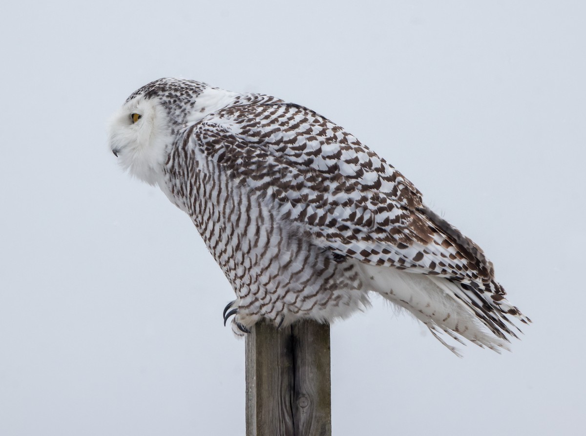 Snowy Owl - ML416187941