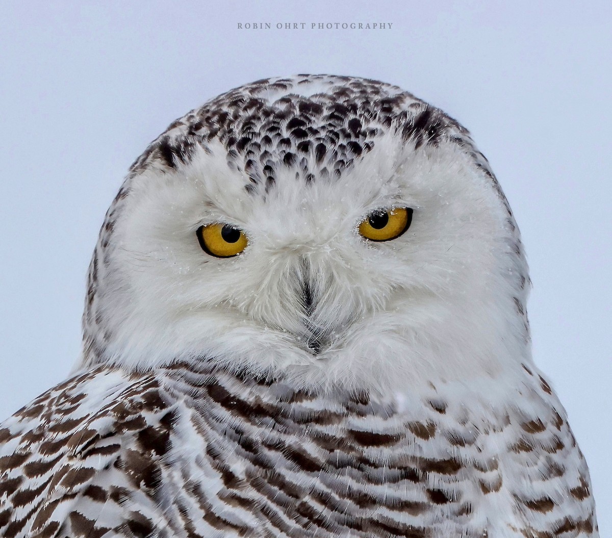Snowy Owl - Robin Ohrt