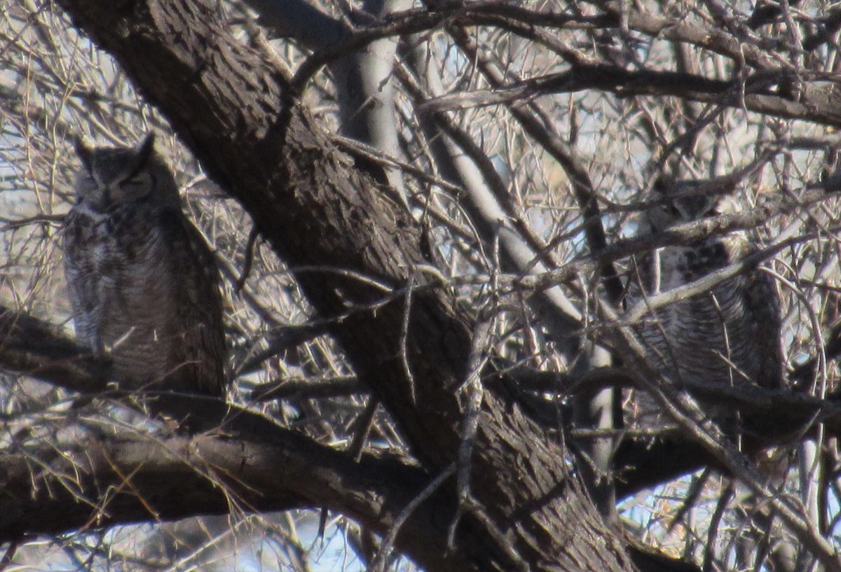 Great Horned Owl - ML416188141