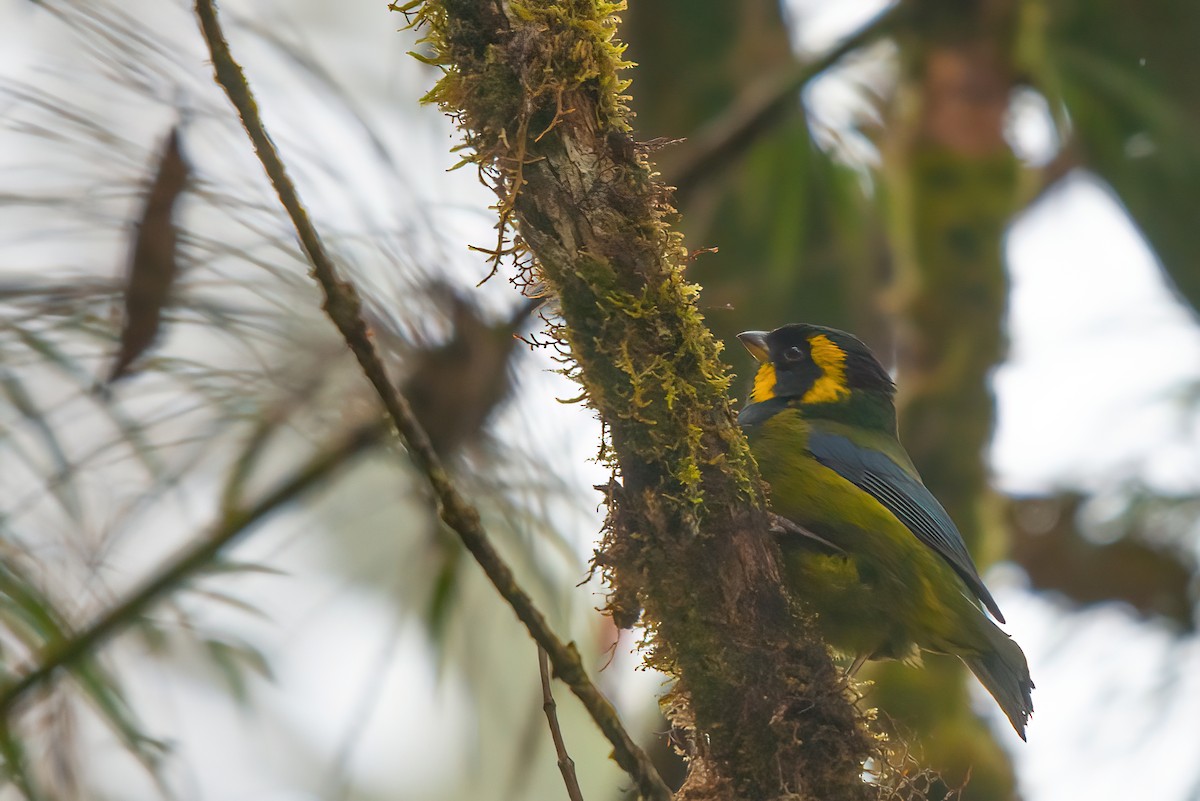 Gold-ringed Tanager - ML416190951